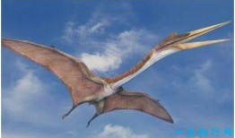 风神翼龙爆料了吗视频讲解,视频讲解带你领略古生物魅力